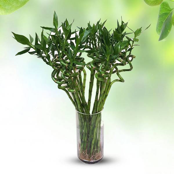 Single Lucky Bamboo Stick | Flower Gift Center