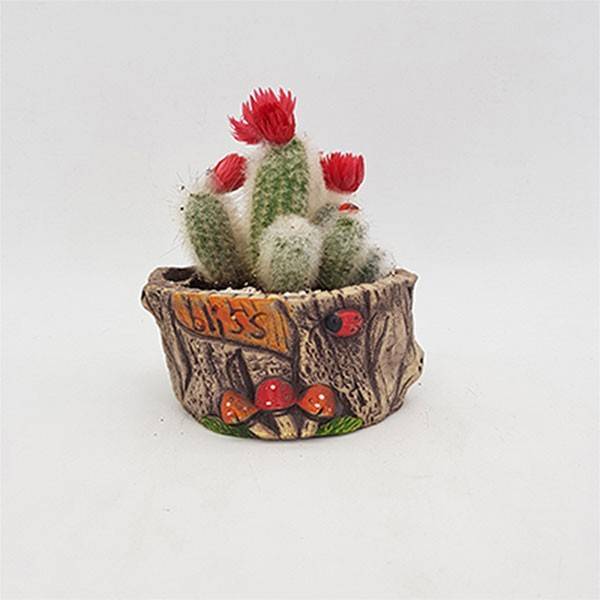 Cactus Indoor plant2 (3)
