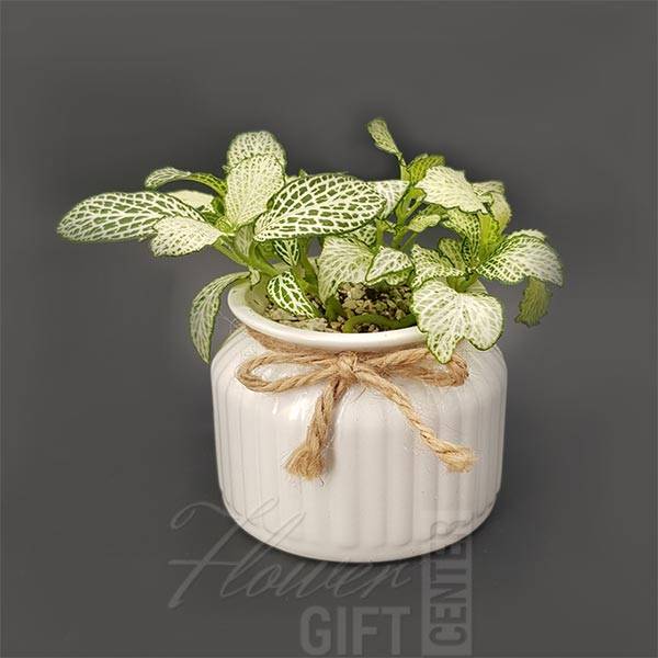 Fittonia Plant In White Pot | Flower Gift Center