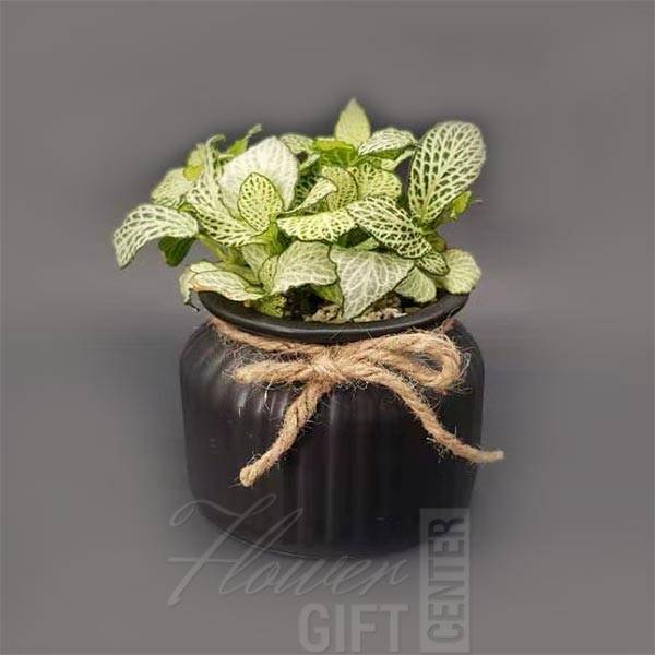 Fittonia Plant With Black Pot | Flower Gift Center