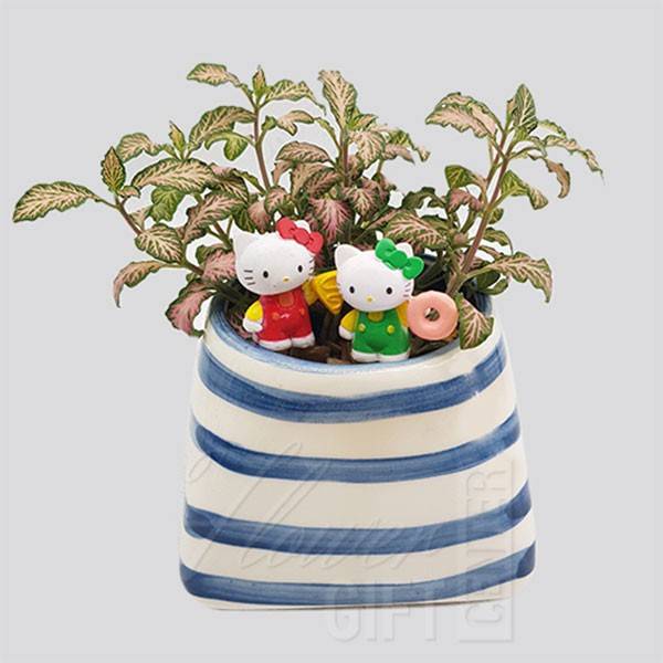 Fittonia Plant With-Ceramic Pot | Flower Gift Center