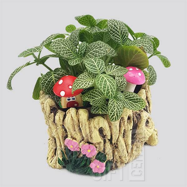 Green Fittonia Plant With Garden pot | Flower Gift Center