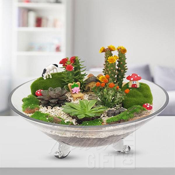 Mix Cactus And Succulent Terrarium Indoor Plant | Flower Gift Center