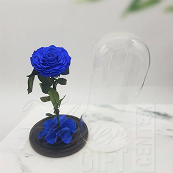 Single Big Blue Rose1