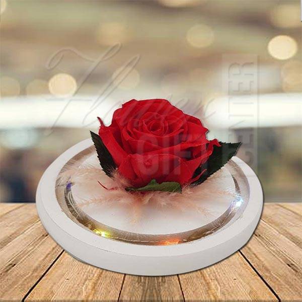 Preserved Rose Light-Up Glass Dome