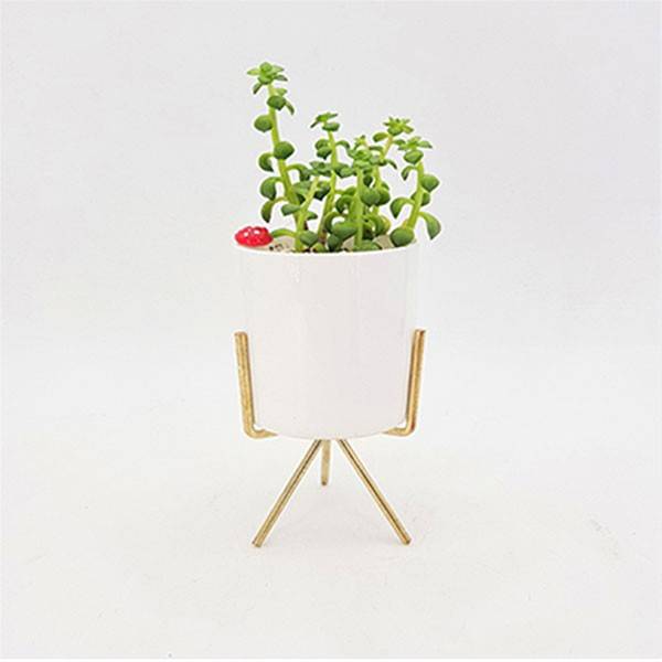 Succulent Indoor Plant In White Ceramic Pot With Metal Stand