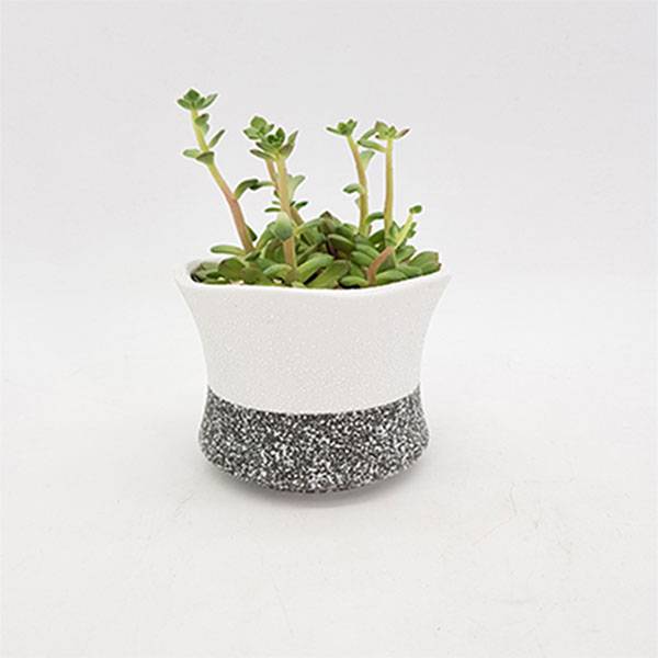 Succulent Plant With Snow Glaze Pot